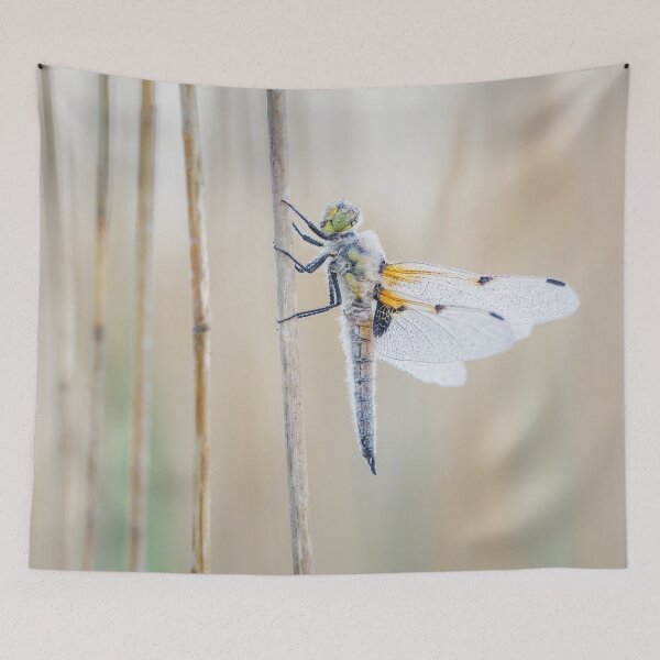 Item preview, Four Spot Chaser Dragonfly in Reeds designed and sold by Alec Stewart.