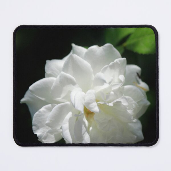 Item preview, White rose on black background designed and sold by olena2552.