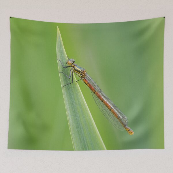 Item preview, Large Red Damselfly designed and sold by Alec Stewart.