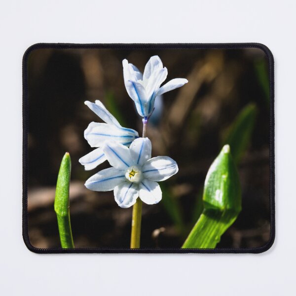 Item preview, Flowers in bloom designed and sold by CanadianWild418.
