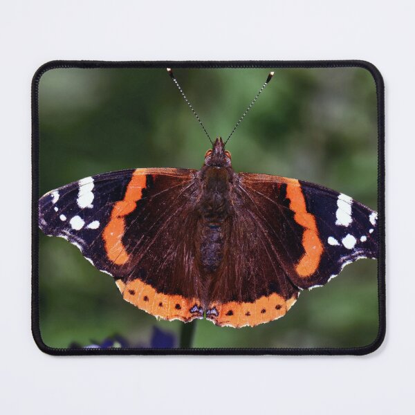 Item preview, Red Admiral designed and sold by Tom McPherson Photography.