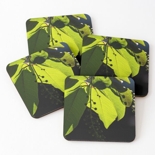 Item preview, Leaves and buds on a mountain ash tree designed and sold by CanadianWild418.