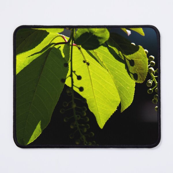 Item preview, Leaves and buds on a mountain ash tree designed and sold by CanadianWild418.