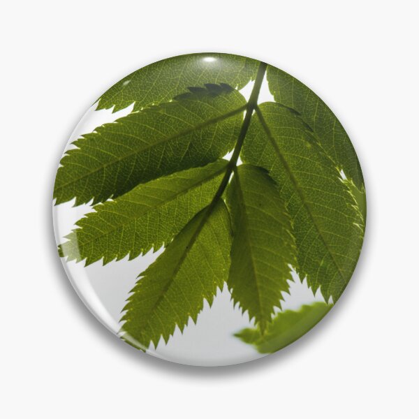 Item preview, Mountain ash leaves designed and sold by CanadianWild418.