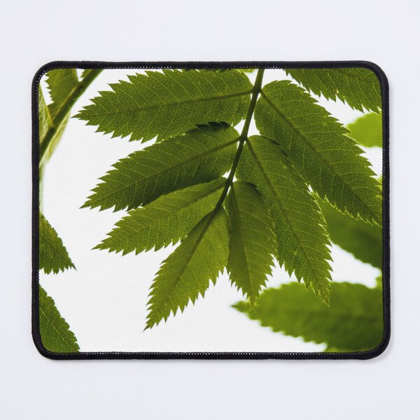 Item preview, Mountain ash leaves designed and sold by CanadianWild418.