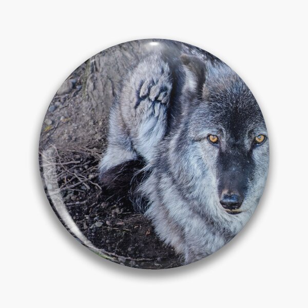Item preview, Gray Wolf resting beneath a tree designed and sold by lisavonbiela.