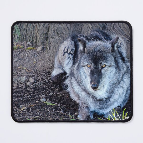 Item preview, Gray Wolf resting beneath a tree designed and sold by lisavonbiela.