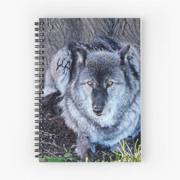 Item preview, Gray Wolf resting beneath a tree designed and sold by lisavonbiela.