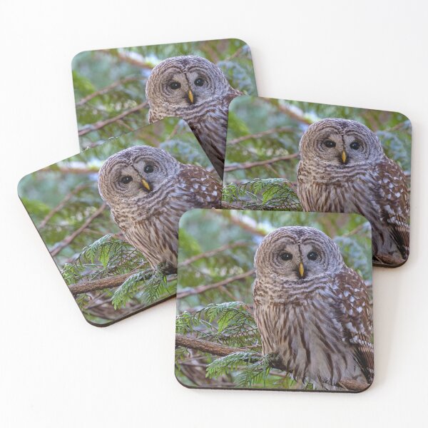 Item preview, Barred Owl perched in tree, facing forward designed and sold by lisavonbiela.