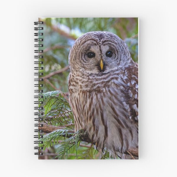 Item preview, Barred Owl perched in tree, facing forward designed and sold by lisavonbiela.