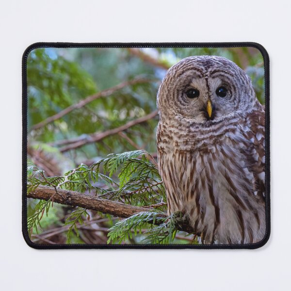 Item preview, Barred Owl perched in tree, facing forward designed and sold by lisavonbiela.