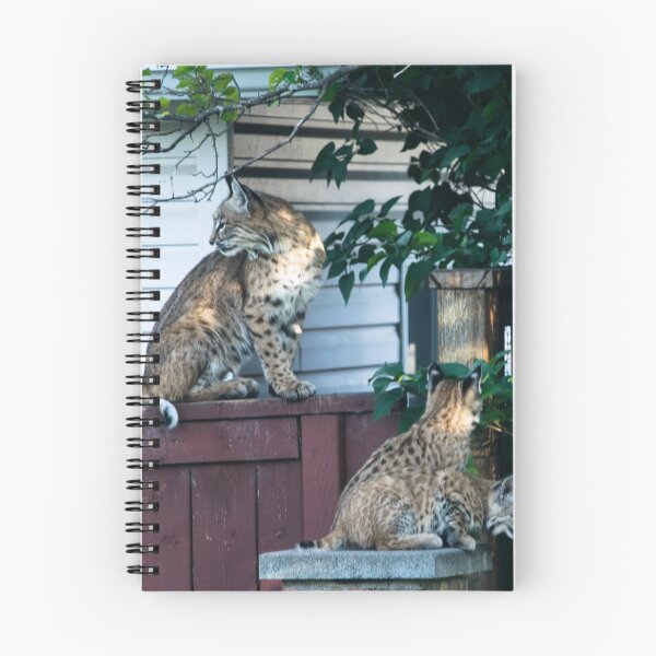 Item preview, Bobcat family designed and sold by CanadianWild418.