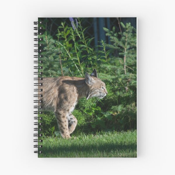 Item preview, Female bobcat designed and sold by CanadianWild418.