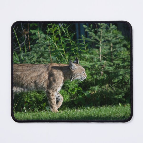 Item preview, Female bobcat designed and sold by CanadianWild418.