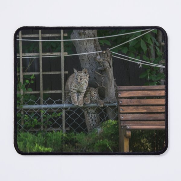 Item preview, Bobcat kittens climbing the fence designed and sold by CanadianWild418.