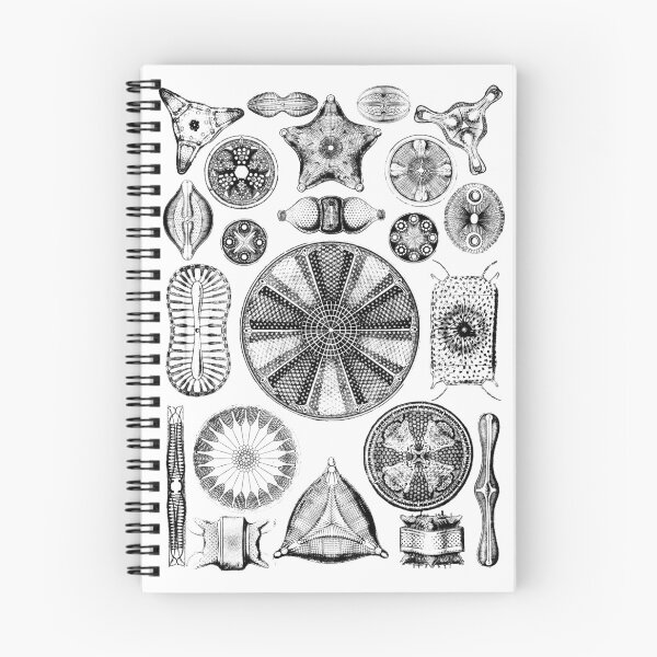 Item preview, Ernst Haeckel Diatoms - outline only designed and sold by aimeewilson.