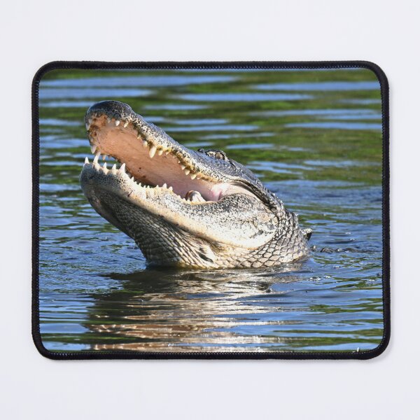 Item preview, Alligator open wide designed and sold by Glennphotos.