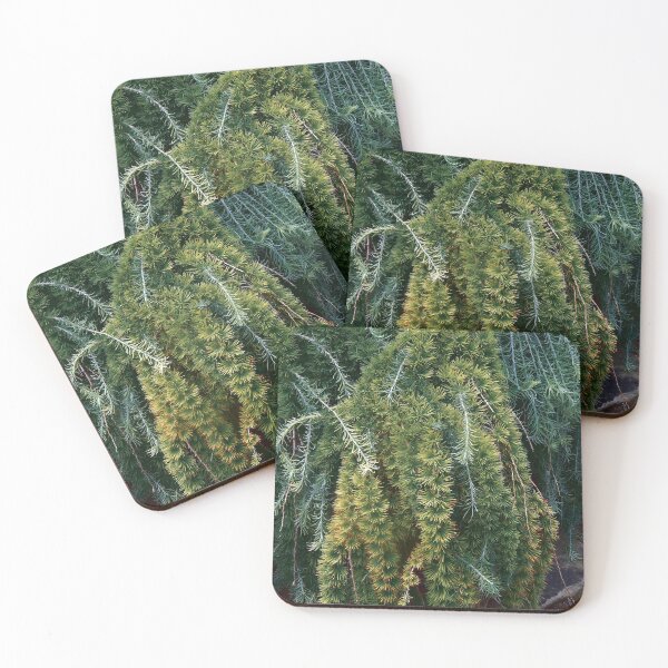 Item preview, Weeping Japanese Larch designed and sold by gistinker.