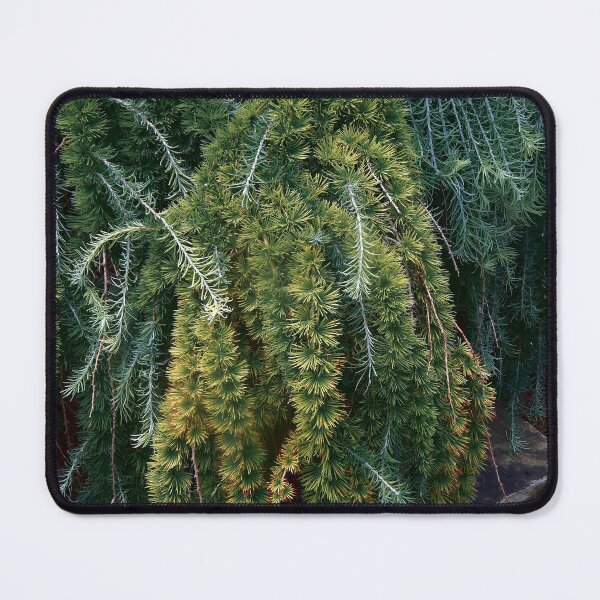 Item preview, Weeping Japanese Larch designed and sold by gistinker.