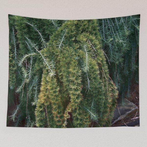 Item preview, Weeping Japanese Larch designed and sold by gistinker.