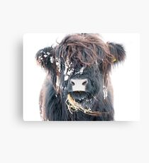 Highland Cow in Snow Metal Print