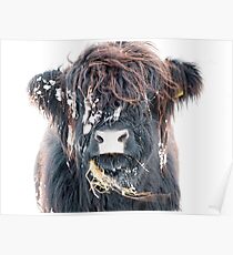 Highland Cow in Snow Poster