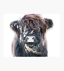 Shaggy Cow Wall Art Redbubble