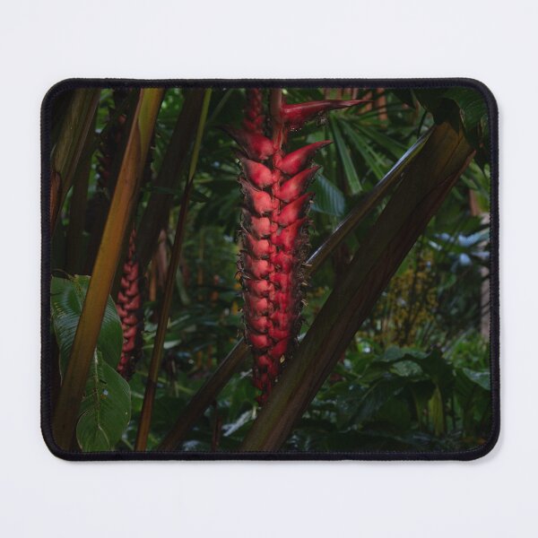 Item preview, Heliconia Dinosaur plant, Cairns Botanic Gardens designed and sold by Kate Powick.