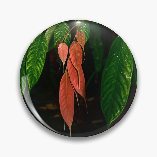 Item preview, Cacao Tree, Cairns Botanic Gardens designed and sold by Kate Powick.