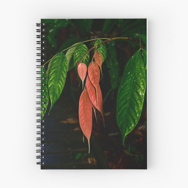 Item preview, Cacao Tree, Cairns Botanic Gardens designed and sold by Kate Powick.
