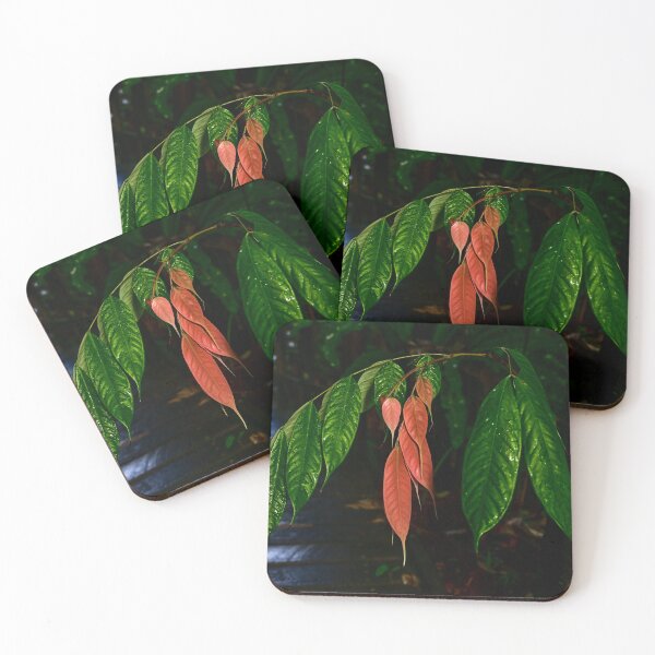 Item preview, Cacao Tree, Cairns Botanic Gardens designed and sold by Kate Powick.