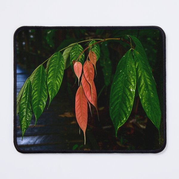 Item preview, Cacao Tree, Cairns Botanic Gardens designed and sold by Kate Powick.