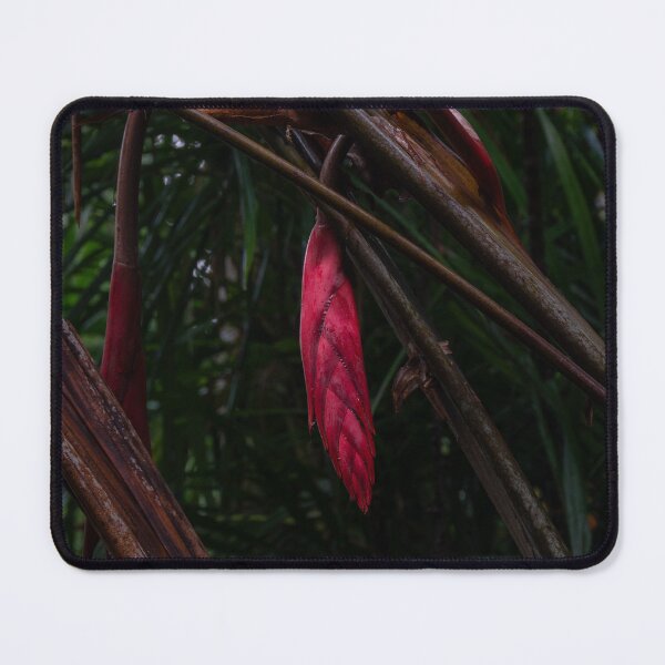Item preview, Heliconia, Cairns Botanic Gardens designed and sold by Kate Powick.