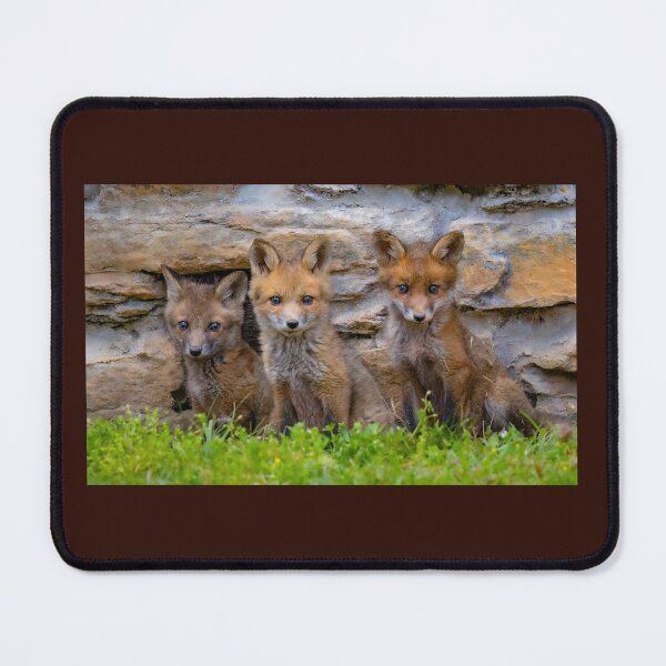 Item preview, Three Fox Kits designed and sold by Shannon Emmel .