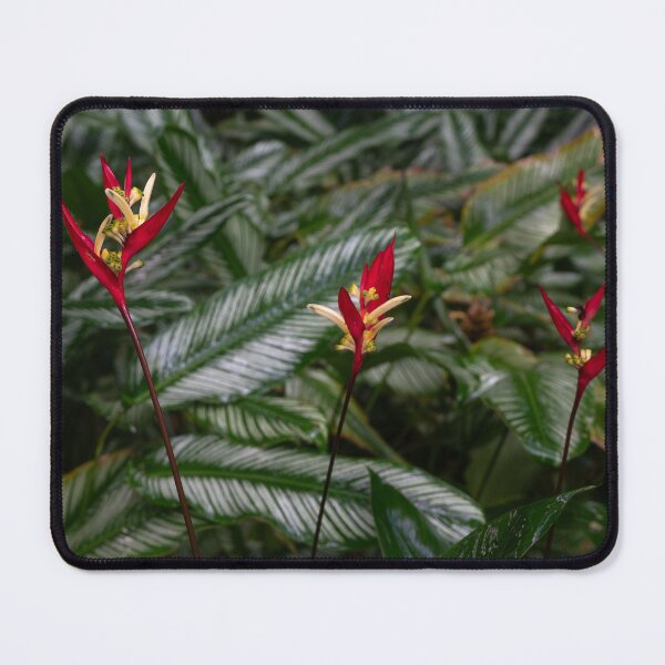 Item preview, Heliconia flower 2, Cairns designed and sold by Kate Powick.