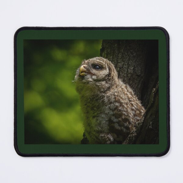 Item preview, Barred Owlet Looking Up  designed and sold by Shannon Emmel .