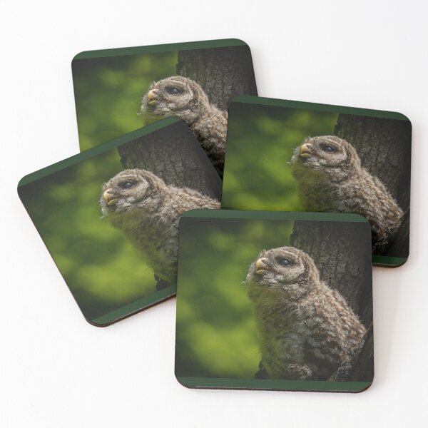 Item preview, Barred Owlet Looking Up  designed and sold by Shannon Emmel .