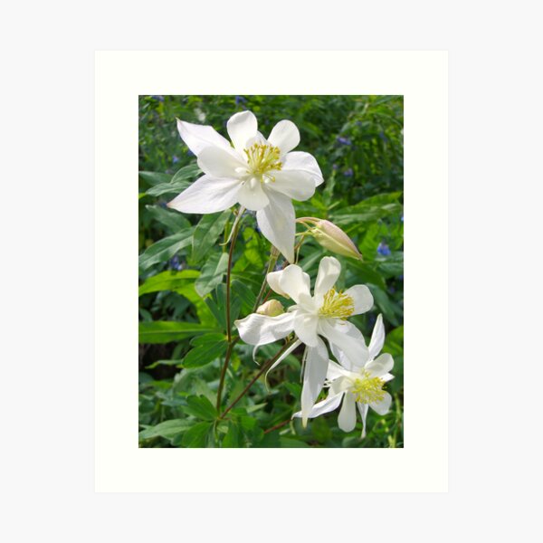 pride in white Art Print