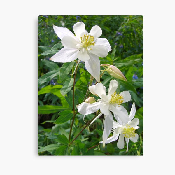 pride in white Canvas Print