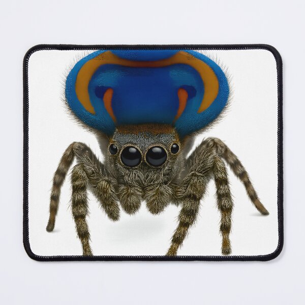 Item preview, A peacock spider with its abdomen upright designed and sold by BreakingWorse.