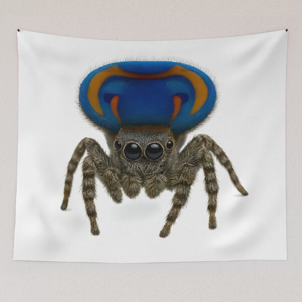 Item preview, A peacock spider with its abdomen upright designed and sold by BreakingWorse.
