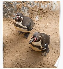 Penguin Couple Poster