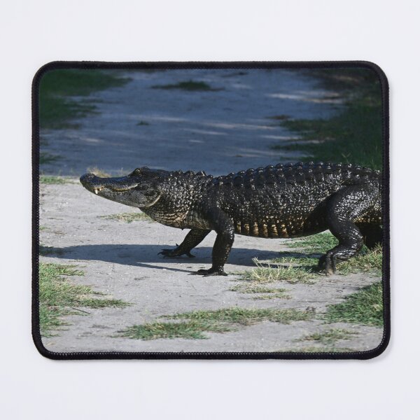 Item preview, Alligator trail crossing designed and sold by Glennphotos.
