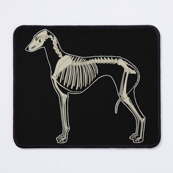 Item preview, Azawakh Skeleton designed and sold by Spinyflowerart.
