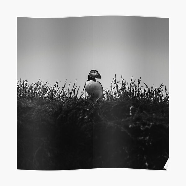 Puffin Poster