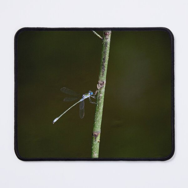 Item preview, Resting. Emerald damselfly designed and sold by Jouko Lehto Photography.