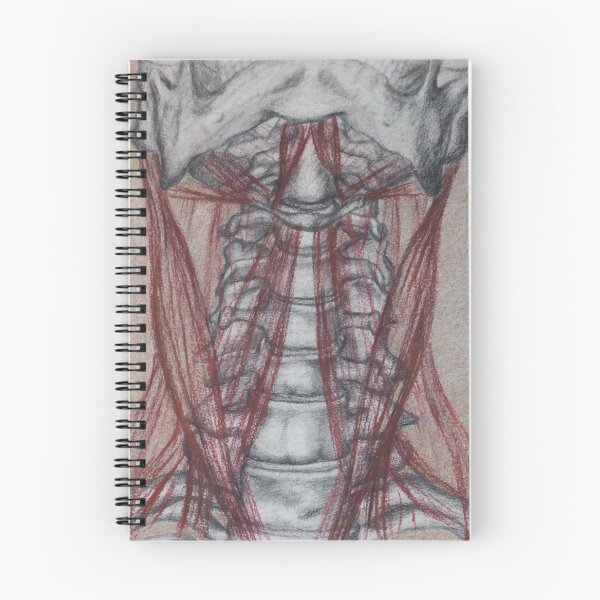 Item preview, Anterior Neck, Skeletal drawing with muscular overlay, anatomy study designed and sold by GiSilver.
