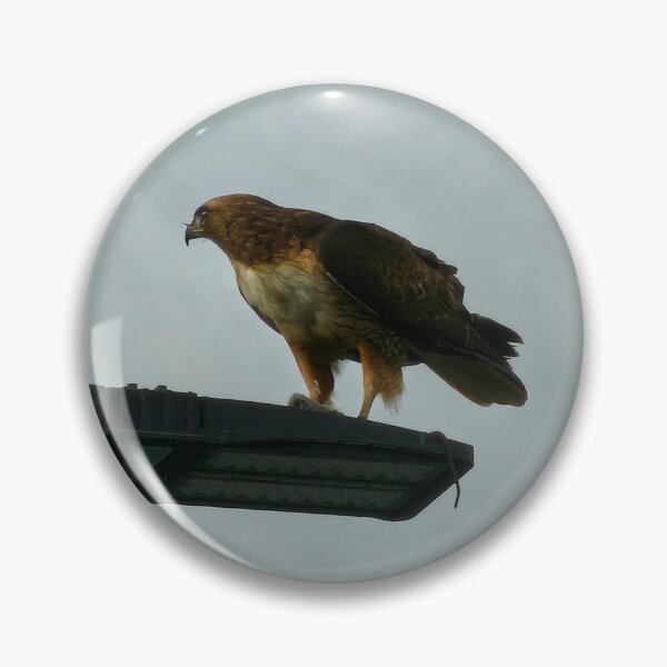 Item preview, Red Shouldered Hawk Photograph designed and sold by Lostbandito.