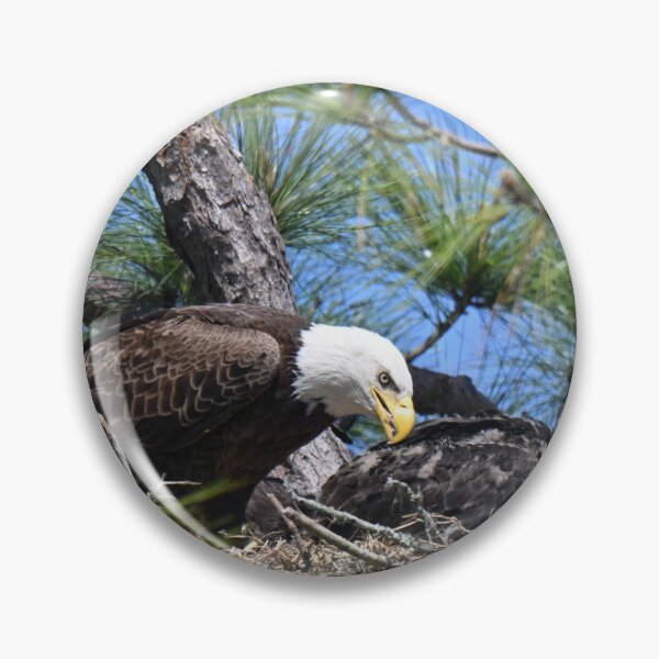 Item preview, Female Bald Eagle in the Nest  designed and sold by Glennphotos.