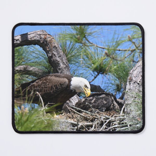 Item preview, Female Bald Eagle in the Nest  designed and sold by Glennphotos.
